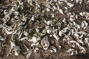 Teeth Prints: Red Deer sculls and bones dumped on Scottish hill side