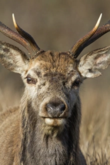 Red Deer stag
