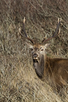 Red Deer stag