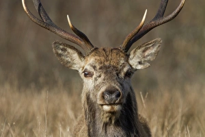 Red Deer stag