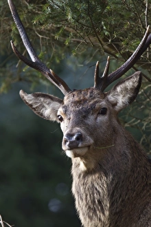 Red Deer stag
