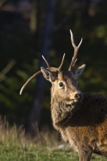 Buck Prints: Red deer stag with deformed antlers. Taken on the isle of Jura, scotland