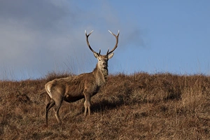 Antlers Prints: Red Deer stag on the Isle of Jura