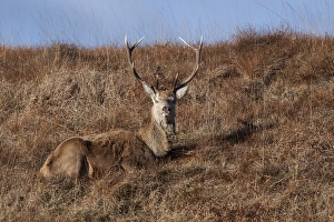 Antlers Prints: Red Deer stag resting on the Isle of Jura