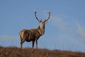Red Deer stag standing on hillside on the Isle of Jura