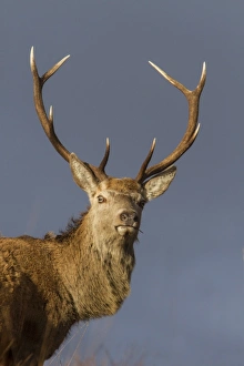 Red Deer stag standing on hillside on the Isle of Jura