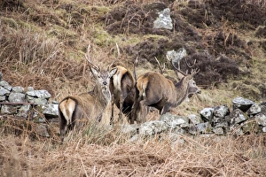 Cervus Prints: Red Deer Stags jump stone wall on the Isle of Jura Scotland