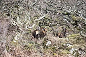 Cervus Prints: Red Deer Stags in old woodland on the Isle of Jura Scotland