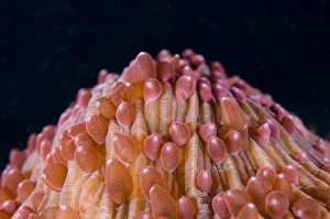 Details Prints: Red Disc Coral (Fungia sp. ) polyps