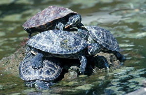 Turtles Prints: Red-eared Terrapin (Pseudemys scripta elegans)