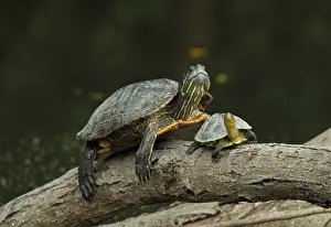 Aliens Prints: Red-eared Turtle (Trachemys scripta elegans) introduced species