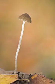 Red-edge Brittlestem (Psathyrella corrugis) fruiting body, growing in leaf litter, Brede High Woods, West Sussex