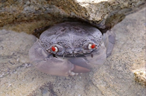 Decapoda Prints: Red-eyed Crab (Eriphia ferox) adult, in shallow water of rockpool, Maldives, march
