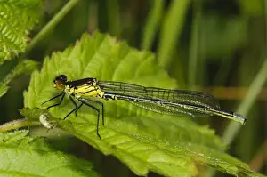 Nettle Prints: Red-eyed Damselfly (Erythromma najas) immature male