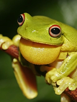 Australia Prints: Red-eyed Treefrog (Litoria chloris) adult male