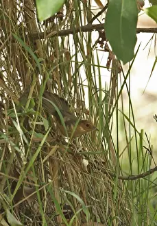 Red-faced Cisticola (Cisticola erythrops erythrops) adult, perched low in bush, Mole N. P. Ghana, February