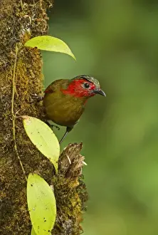 Thailand Prints: Red-faced Liocichla (Liocichla phoenicea ripponi) adult