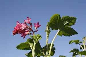 Varieties Prints: Red-flowering Currant (Ribes sanguineum) King Edward VII