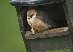 Red-footed Falcon (Falco vespertinus) adult female, with frog prey in talons, perched at nestbox entrance