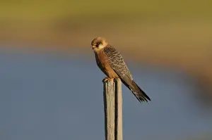Red-footed Falcon (Falco vespertinus) adult female, perched on post, Lemnos, Greece, April