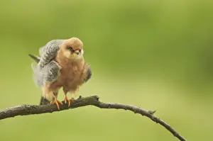 Red-footed Falcon (Falco vespertinus) adult female, rousing wing and body feathers during preening, perched on branch