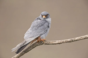 Red-footed Falcon (Falco vespertinus) adult male, calling, perched on branch, Hortobagy N. P. Hungary, April