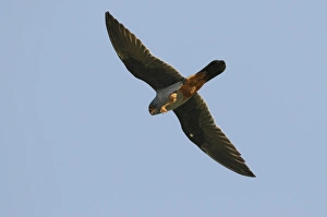 Aegean Prints: Red-footed Falcon (Falco vespertinus) adult male