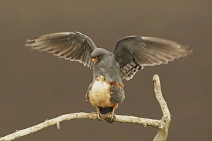 Central Europe Prints: Red-footed Falcon (Falco vespertinus) adult pair
