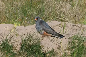 Falcon Prints: Red-footed Falcon (Falco vespertinus) immature male