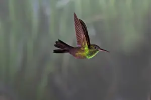 Red-footed Plumeleteer (Chalybura urochrysia) adult male, in flight, Costa Rica