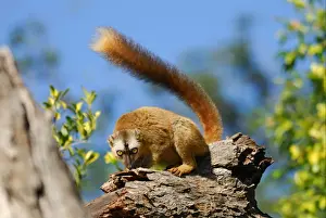 Madagascar Prints: Red-fronted Brown Lemur (Eulemur rufifrons) adult female