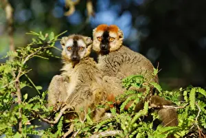 Madagascar Prints: Red-fronted Brown Lemur (Eulemur rufus) adult male and female