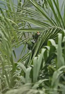 Leaves Prints: Red-fronted Parrot (Poicephalus gulielmi fantiensis) adult pair