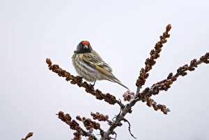 Caucasus Prints: Red-fronted Serin (Serinus pusillus) adult male
