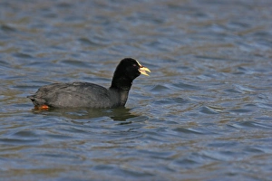 Rallidae Prints: Red-gartered Coot (Fulica armillata) adult