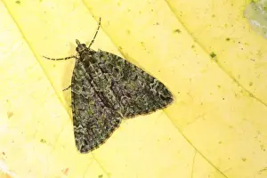 Red-green Carpet Moth (Chloroclysta siterata) adult, resting on autumn leaf, Powys, Wales, october