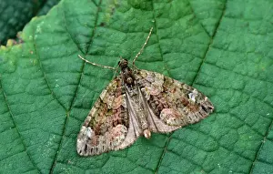 Red-Green Carpet Moth (Cloeoclysta siterata) On leaf - wings open - Mistley