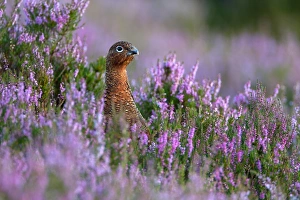Red Grouse (Lagopus lagopus scoticus) adult, standing amongst flowering heather on moorland, Lammermuir Hills, Scottish Borders, Scotland, august