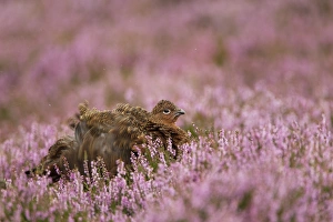 Red Grouse (Lagopus lagopus scoticus) adult, shaking feathers amongst flowering heather, Peak District, Derbyshire, England, august