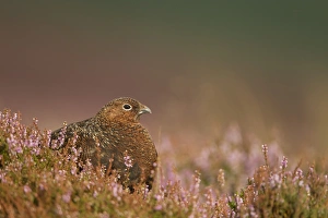 Red Grouse (Lagopus lagopus scoticus) adult, standing amongst flowering heather, Peak District, Derbyshire, England, august
