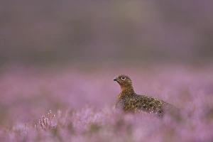 Red Grouse (Lagopus lagopus scoticus) adult, standing amongst flowering heather, Peak District, Derbyshire, England, august