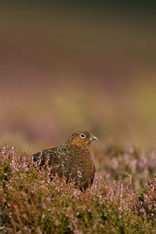 Red Grouse (Lagopus lagopus scoticus) adult, standing amongst flowering heather, Peak District, Derbyshire, England, august