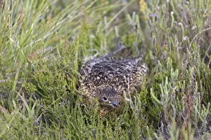Red Grouse (Lagopus lagopus scoticus) adult female, hiding amongst heather, Lochindorb, Strathspey, Morayshire