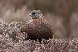 Red Grouse (Lagopus lagopus scoticus) adult female, standing in heather on moorland, Yorkshire, England, March