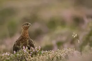 Red Grouse (Lagopus lagopus scoticus) adult female, standing in flowering heather on moorland, Peak District N. P