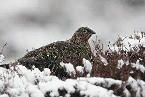 Grouse Prints: Red Grouse (Lagopus lagopus scoticus) adult female