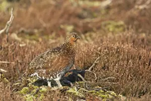 Red Grouse (Lagopus lagopus scoticus) adult female, standing on moorland, Yorkshire Dales N. P. Yorkshire, England