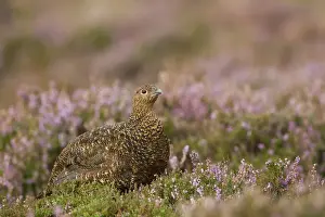 Red Grouse (Lagopus lagopus scoticus) adult female, standing amongst flowering heather on moorland, Peak District, Derbyshire, England, september