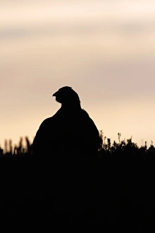 Red Grouse (Lagopus lagopus scoticus) adult male, standing in heather on moorland, silhouetted at sunrise, Swaledale