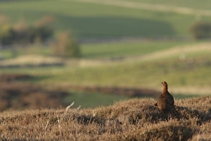 Red Grouse (Lagopus lagopus scoticus) adult male, standing in heather on moorland habitat above valley, Swaledale